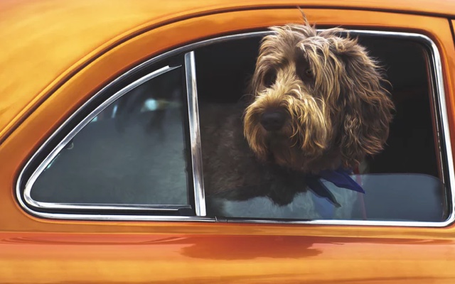 an image of a labradoodle sickting its head out of a car window scoping out all the other puppers in the distance.
